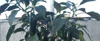 Jalepeno tam hot peppers seeds, 150 heirloom seeds per packet, non gmo seeds. Hot Pepper Jalapeno Pepper Capsicum Annuum Fooled You