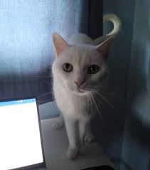 Image result for tbn:XlKqJDikDsTDFM::i132.photobucket.com/albums/q36/queen-elarab/cats/22.jpg