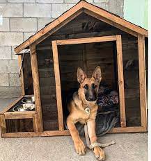 New House Pastoraleman Doghouse Germanshepherd Babydog 4meses New House Pastoraleman Doghouse Germanshepherd Babydog Dog House Dog Items Baby Dogs