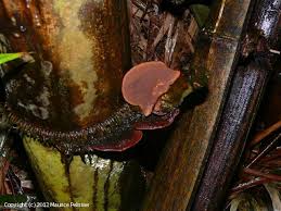 Image result for Phellinus gilvus