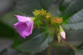 Image result for Calvoa orientalis