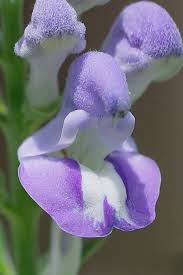 Image result for Scutellaria schweinfurthii