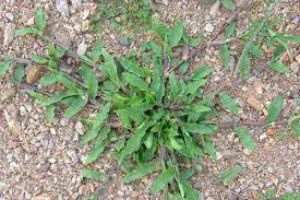 Image result for Axonopus