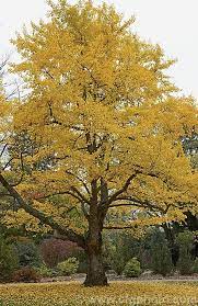 Ginkgo biloba, maidenhair tree with its beautiful leaves possesses a phenomenal appearance. Photo Of Ginkgo Biloba Ginkgo Biloba Tree Deciduous Trees Maidenhair Tree