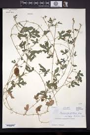 Image result for Cucumis prophetarum