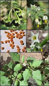 Image result for Solanum giganteum