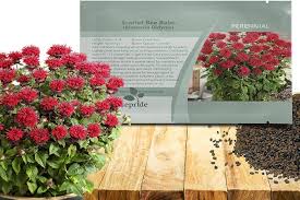 Image result for Monarda didyma