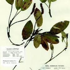Image result for Potamogeton schweinfurthii