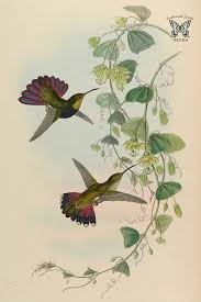 Passiflora Penduliflora A Monograph Of The Trochilidae Or Family Of Humming Birds Vol 2 1861 J Gould H C Richter Plant Illustration Botanical Illustration Audubon Prints