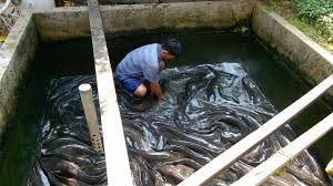 Ikan Lele Cara Mudah Beternak Budidaya Di Kolam Terpal Lengkap