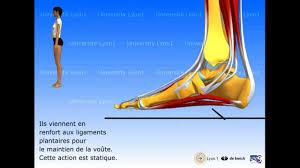 Quand la circulation à destination ou en provenance des pieds ralentit, le sang commence à s'accumuler dans les nombreux vaisseaux. Douleur Au Pied Les 7 Causes De Douleurs Chroniques Du Pied
