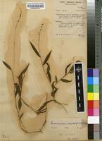 Image result for Pseudechinolaena polystachya