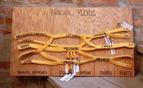 Explore the anatomy systems of the human body! Learning Human Anatomy One Stitch At A Time Scope