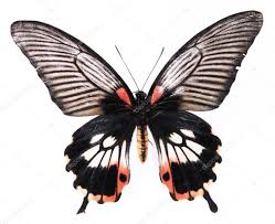 Black And White Striped Butterfly With Red Image Result For Butterflies Black And Red Photo Black