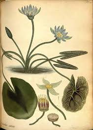 Image result for Nymphaea maculata