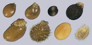 Image result for Nymphoides brevipedicellata