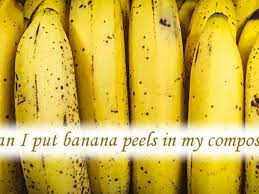 Bananas rot faster than apples because although both fruits will eventually be decomposed by bacteria, the banana is more exposed to these decomposers than an apple, causing it to rot faster than an apple. Can I Put Banana Peels In My Compost You Can And You Should Rolypig