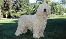 Komondor Dog Breed Information, Pictures, Characteristics ...
