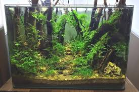 If you have a freshwater tank, or if you have freshwater fishes, you would make use of plants which thrive on wonderful aquascape designs. Step By Step Guide How To Create A Forest Style Planted Aquarium Aquapros