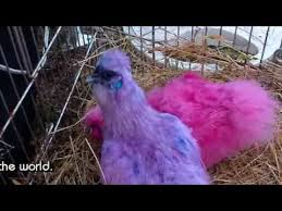 Silkie Chicken Colors In Pictures Hubpages