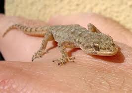 Image result for Kotschya carsonii