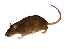 Download Png Image Mouse Rat Png Image Cute Rats Rats Png