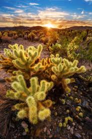 Everything related to joshua tree national park, located in california's mojave and colorado. Things To Do In Joshua Tree National Park Travel Caffeine