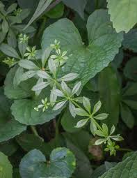 Image result for Galium