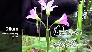 Image result for Oxalis debilis