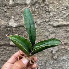 Image result for Sansevieria sinus-simiorum