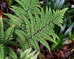 Image result for Athyrium lewalleanum