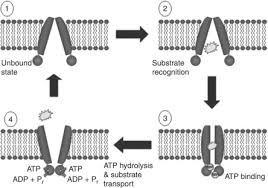 Image result for P-Glycoprotein