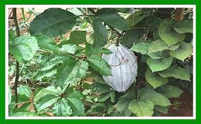 Image result for Telfairia occidentalis