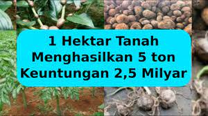 Tanaman polybag yang menguntungkan dan cepat menghasilkan. Wirausaha Bisnis Tanaman Pertanian Paling Menguntungkan Ep 2 Youtube