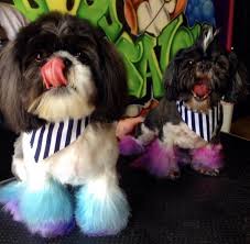 Your Guide To 8 Local Pet Shops For Food Accessories Treats And More Includes The Dog Salon Pet Wants Pawtique Canine Cafe Dog Salon Pet Shop Diy Dog Wash