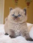 RAGDOLL KITTENS FOR SALE | AngelGirl Ragdolls