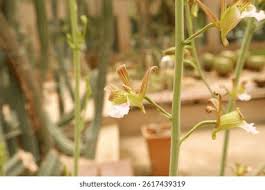 Image result for Eulophia tuberculata