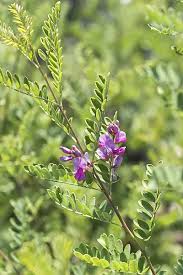Image result for Indigofera erythrogramma