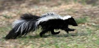 Greys can carry the squirrel pox virus. Legal Ways To Kill Skunks Squirrels Raccoons Woodchucks Other Pesky Animals Newyorkupstate Com