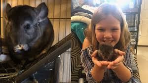 Shop with afterpay on eligible items. Chinchilla Owner S Guide What To Know Before Buying A Dust Bathing Rodent