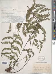 Image result for Amauropelta bergiana