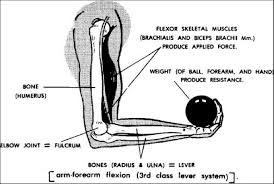 The four groups are the anterior group, the posterior group, adductor group, and finally the abductor group. Fascia Bones And Muscles Beinghuman