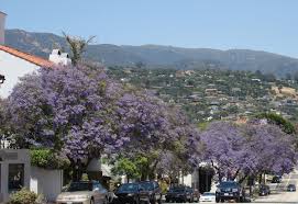 Our staff consists of trained arborists that adhere to international. Santa Barbara And Its Trees Edhat