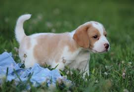 We did not find results for: Lemon The Beagle Lil Lemmie On Twitter Our Little Pup Lemon