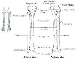 This is the longest bone in the human body, and is also known as the thigh bone. Bones Of The Lower Limb Anatomy And Physiology I