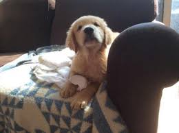 Windy knoll akc golden retriever puppies are raised in the lovely champlain valley countryside of vermont in a family setting. Golden Retriever Puppies For Sale In Bradford New Hampshire Classified Americanlisted Com