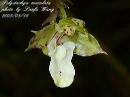 Image result for Polystachya maculata