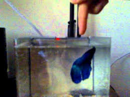How High A Betta Jumps Youtube
