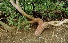 Image result for Andrachne