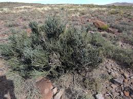 Image result for Cadaba glaberrima